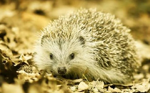 ����x���