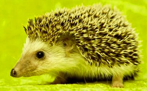 小刺猬作文(經(jīng)典)