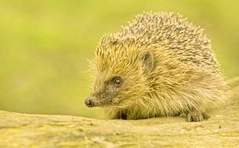 小班美術(shù)活動小刺猬背果子教案