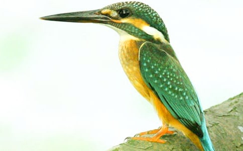 《翠鳥》教學實錄