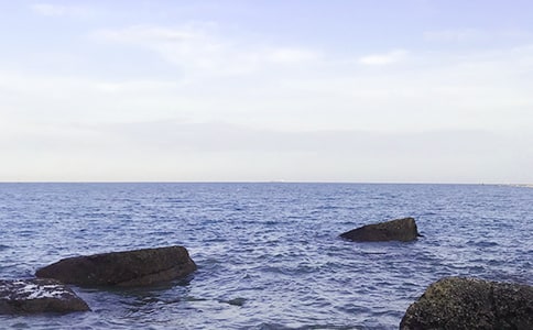 (精選)胖大海的作文