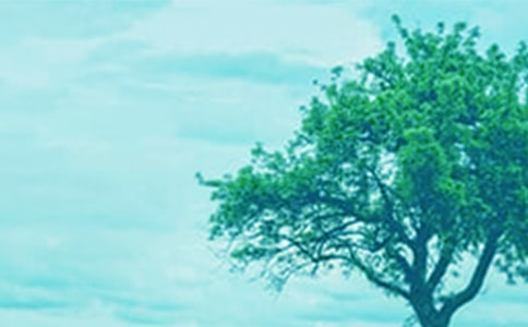 美麗的大樹中班美術教案