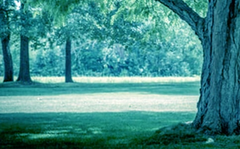 給大樹的一封信