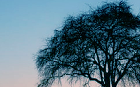 大樹(shù)的自述作文(精品)