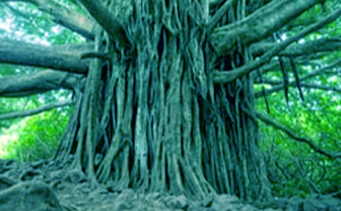 �o����һ���š����T��