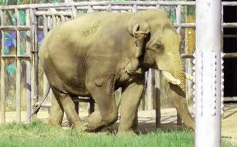 ����ͯԒ����