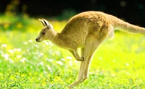 團(tuán)隊游戲-袋鼠跳