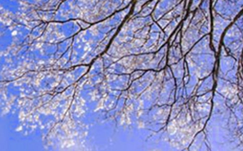 �����Цף������