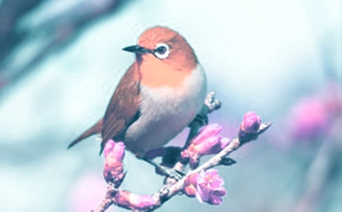 觀察動植物作文