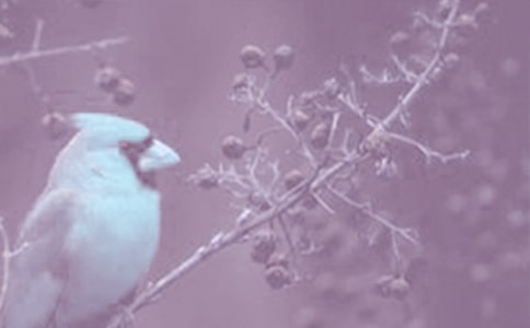 觀察動(dòng)植物的日記300字