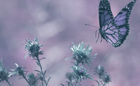 動(dòng)植物觀察作文