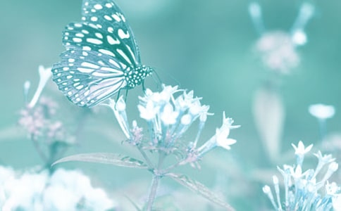 動(dòng)植物歇后語