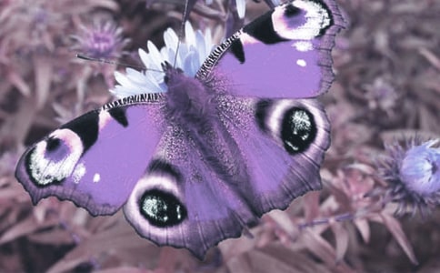 動(dòng)植物觀察日記3篇