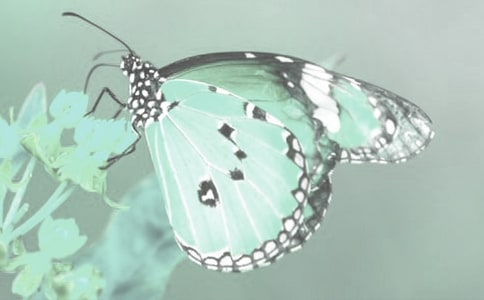 觀察日記動植物