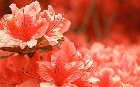 �茑(xi��)���N����Ԋ(sh��)��5ƪ