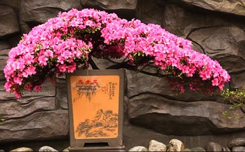 贊美杜鵑花的詩句古詩大全