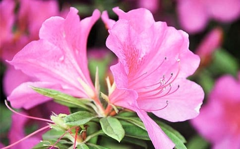 描寫杜鵑花的妙段匯總