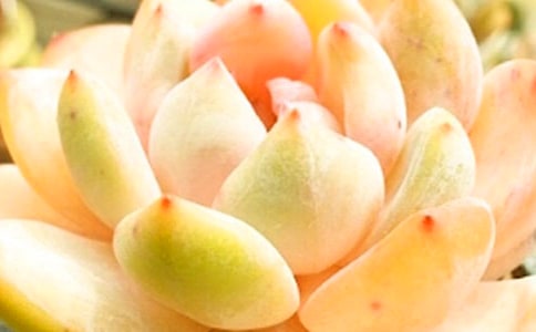 �ɐ�(��i)�Ķ�������[��(y��u)]