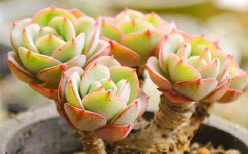 多肉觀察日記(精選15篇)