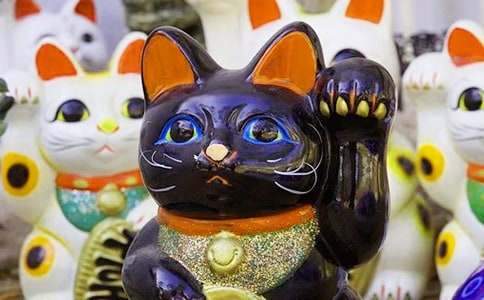 發(fā)財(cái)樹觀察日記通用6篇