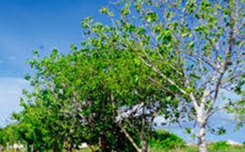 關(guān)于風(fēng)景的優(yōu)美詩句