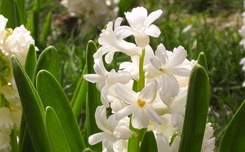 水色風信子的含義是什么