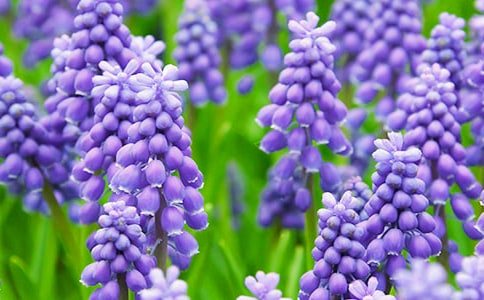 �L(f��ng)�������ģ���(y��u)�x��