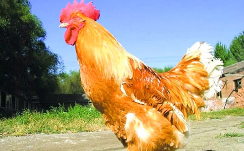 公雞和鴨子童話作文(通用21篇)