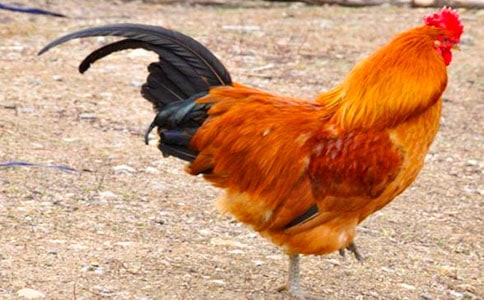 Ъ���Z(y��)��(b��o)�ԵĹ��u�����