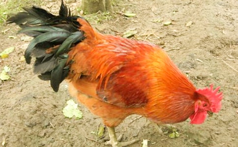 ͯȤ���t���u���G���u�������@������£���Ҫ׽ס������סβ��������(��һֲ��)