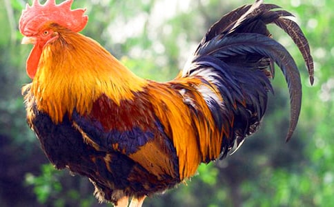 ���uϴ������