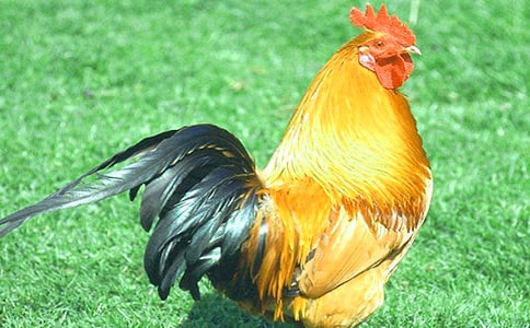 有關(guān)鐵打的公雞歇后語