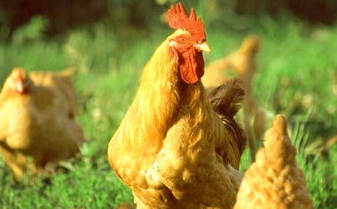 驕傲的大公雞作文(必備)