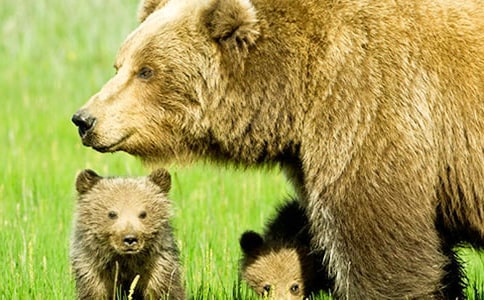 Ӣ���c����-��������