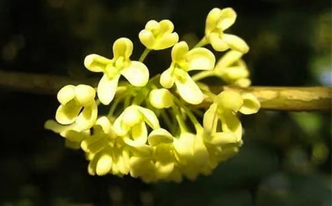 描寫桂花的詩句15篇