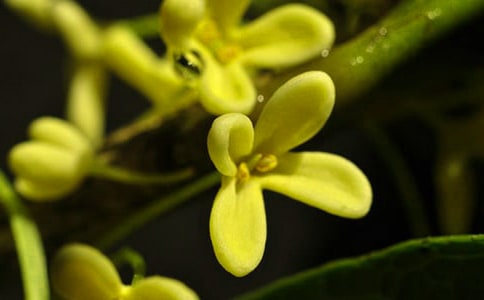 我愛桂花樹作文