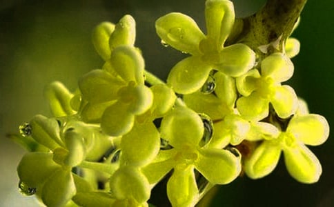 [��Ʒ]�茑(xi��)�𻨵�Ԋ(sh��)��