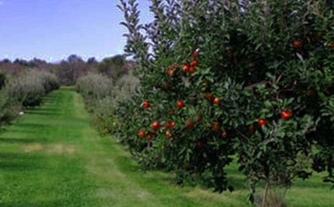 關(guān)于果園作文