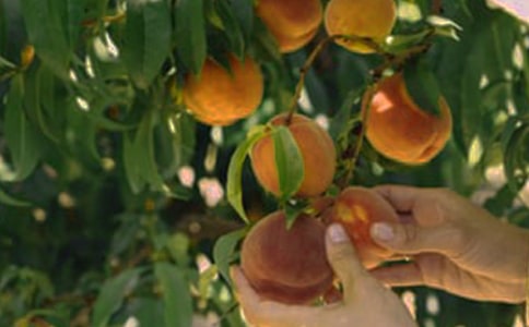 果園的秋色作文9篇【熱門】