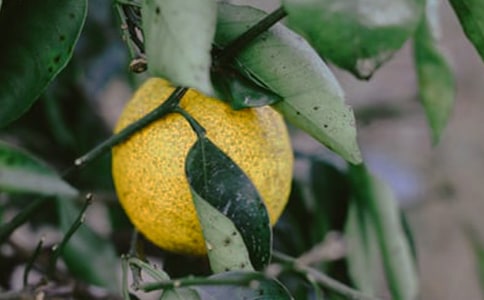 美麗的果園作文14篇(精華)