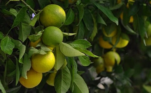 果園的作文15篇【精品】