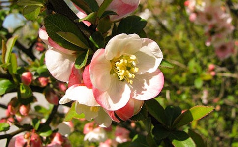 �茑(xi��)���Ļ��ă�(y��u)�����ӣ�ͨ��160�䣩