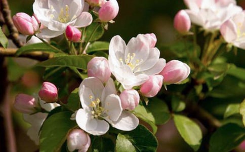 ���Ĺ��ݲ�Ĺ�Ч�c����