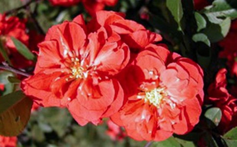 �ጢ��˼�ĺ���ɢ��