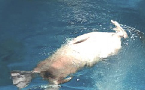 海洋公園的游記作文