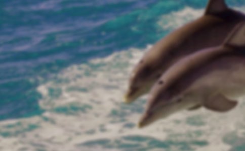 �������S������