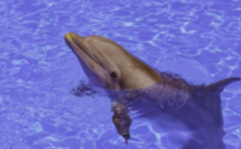 藍(lán)色的海豚島讀后感