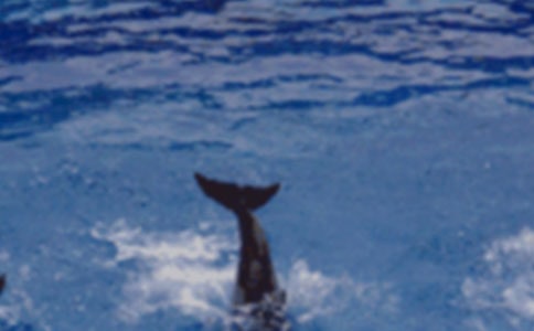 (集合)讀藍(lán)色的海豚島有感15篇