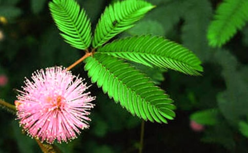 �P(gu��n)�ں��߲ݵ��^����ӛ300��