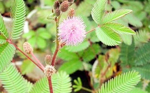 觀察含羞草日記